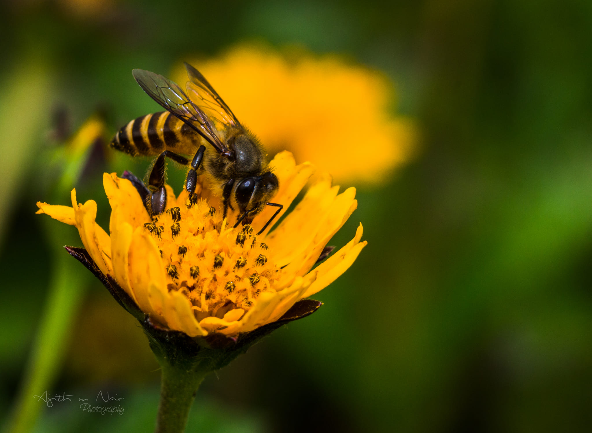 Honey Bee on Yellow Flower