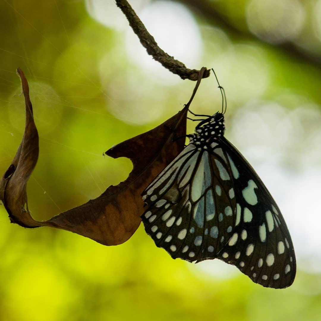 Blue tiger butterfly on Tree