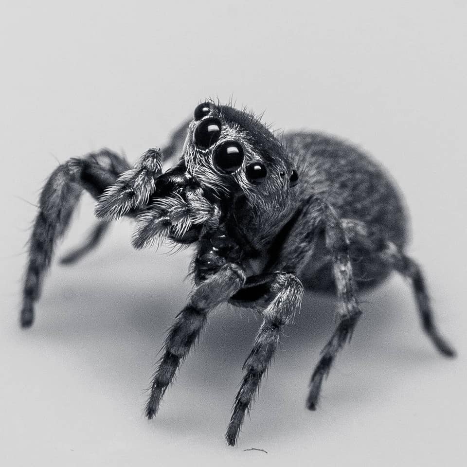 Jumping Spider