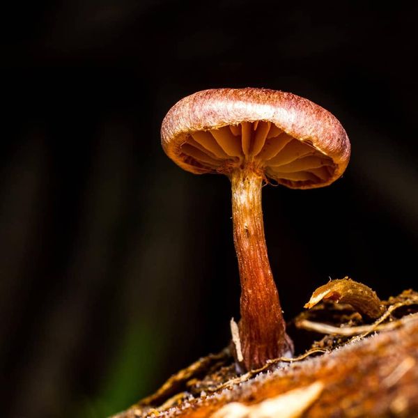 Mushroom